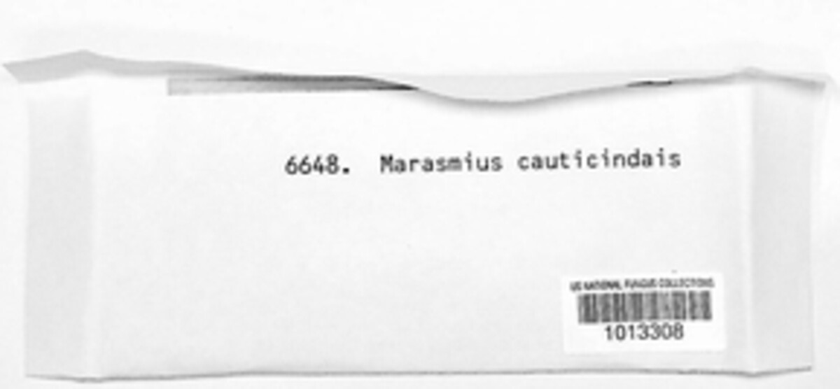 Xeromphalina cauticinalis image